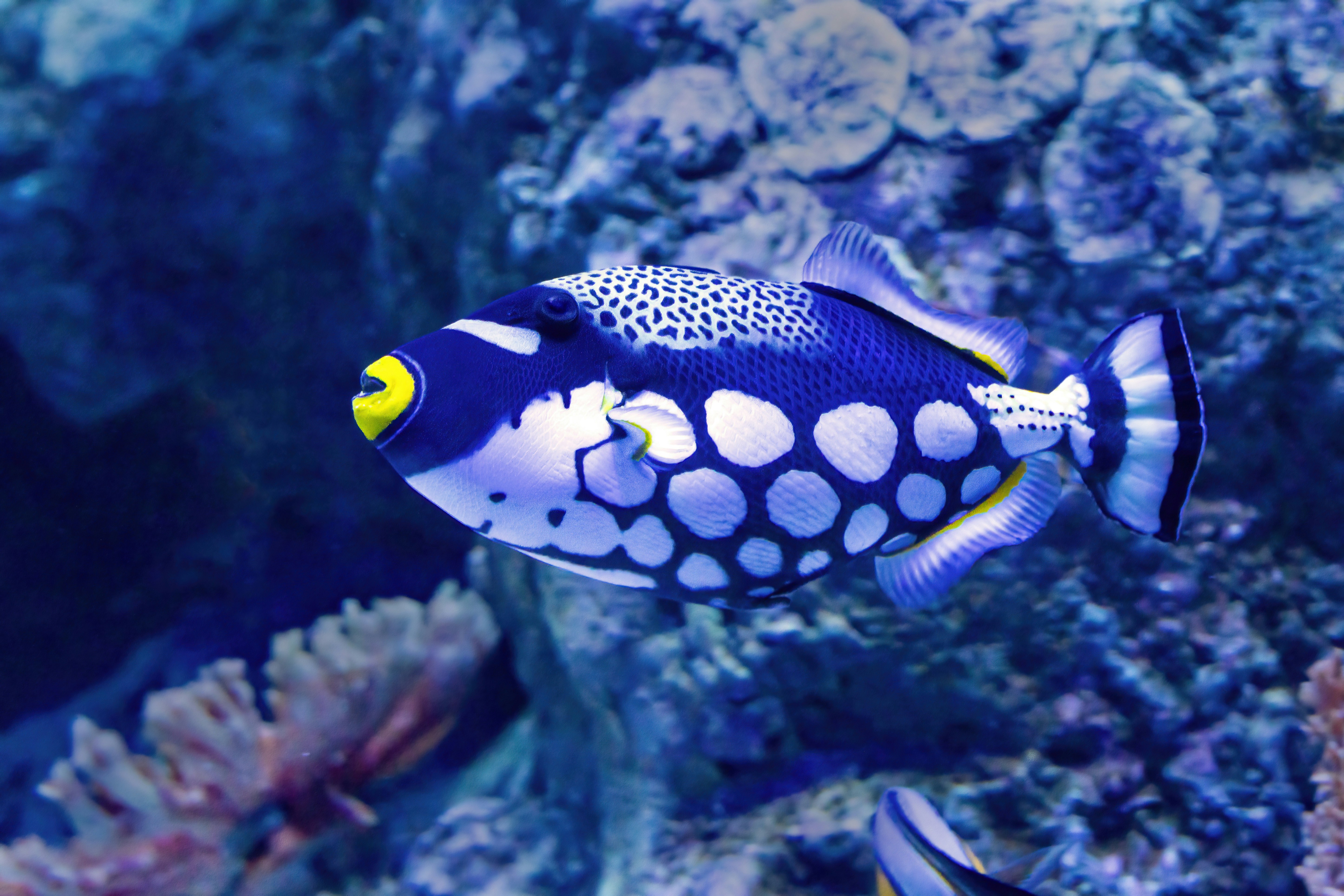 A Clown Triggerfish at the Cairns Aquarium.