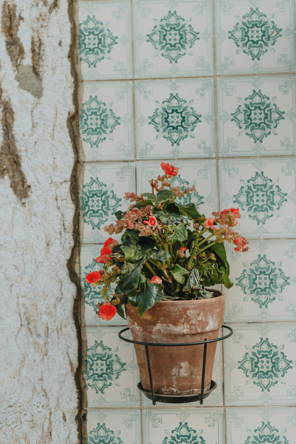 a potted plant hanging from a wall