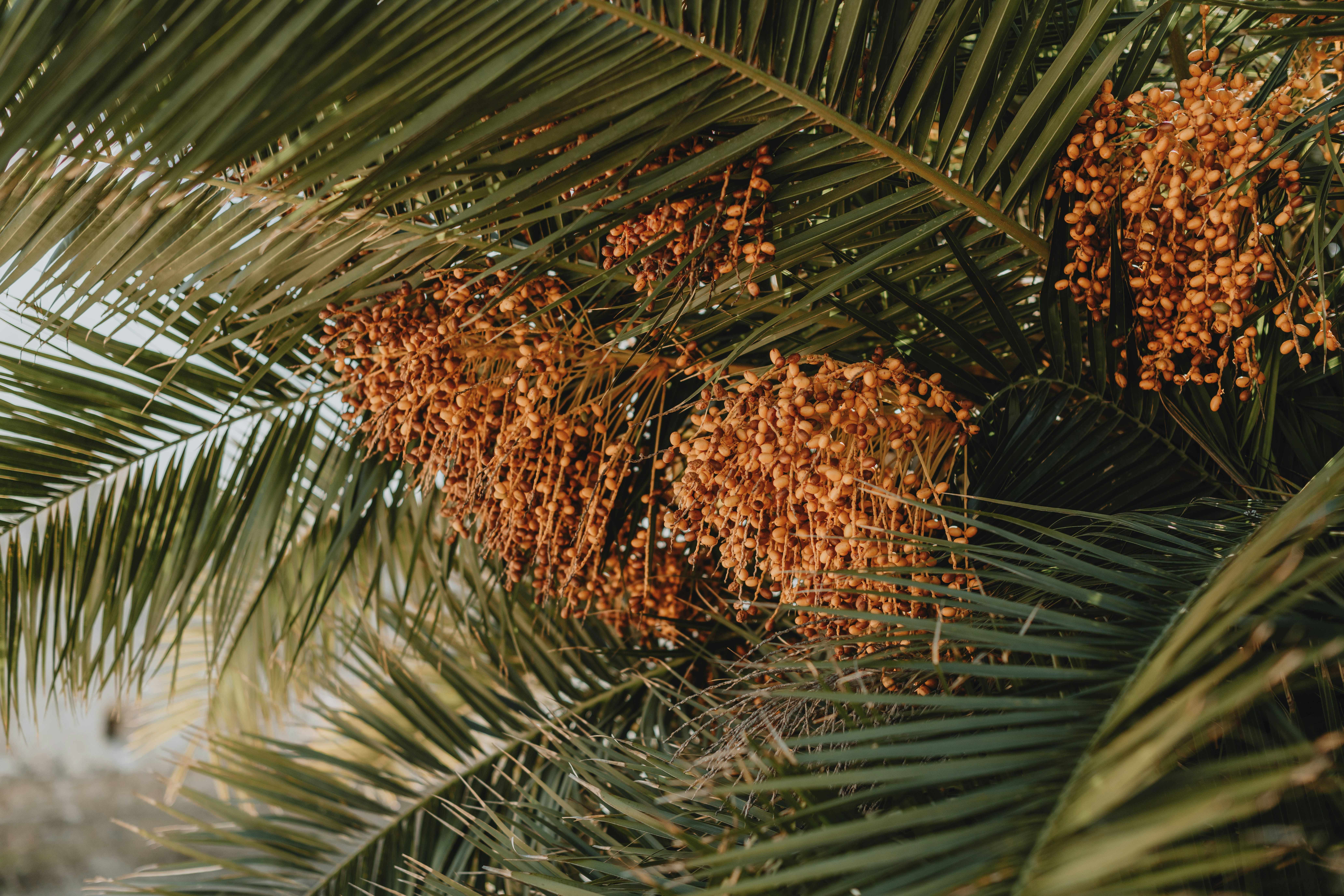 Palm tree filled with fruit