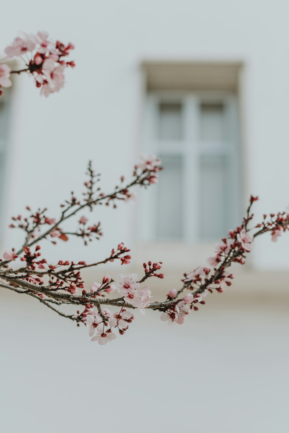 a branch with pink flowers in front of a building