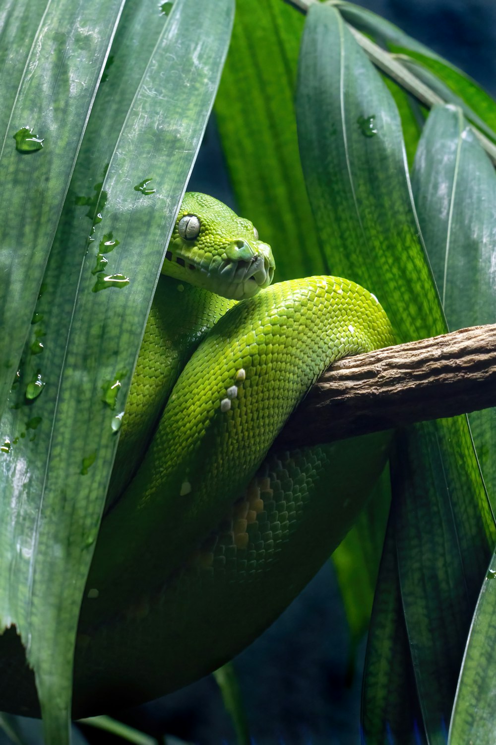 a green snake is curled up on a branch