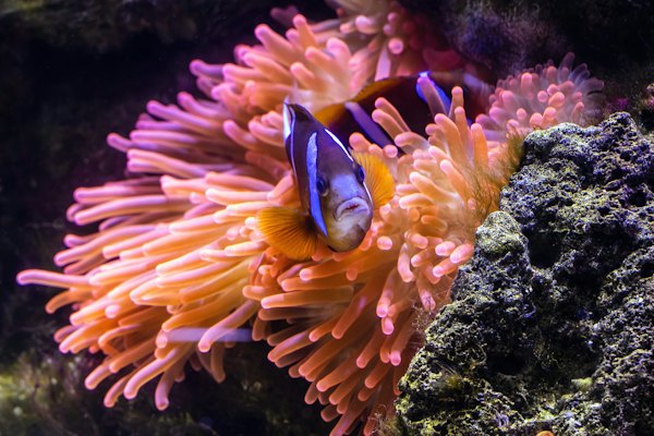An orange and white clown fish in an aquarium — Great Barrier Reef & Cairns, Australia