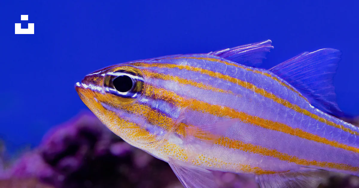 Accularat Fish A close up of a fish in an aquarium photo – Free Cairns aquarium Image ...