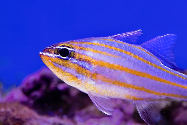 Nahaufnahme eines gestreiften Aquariumfisches