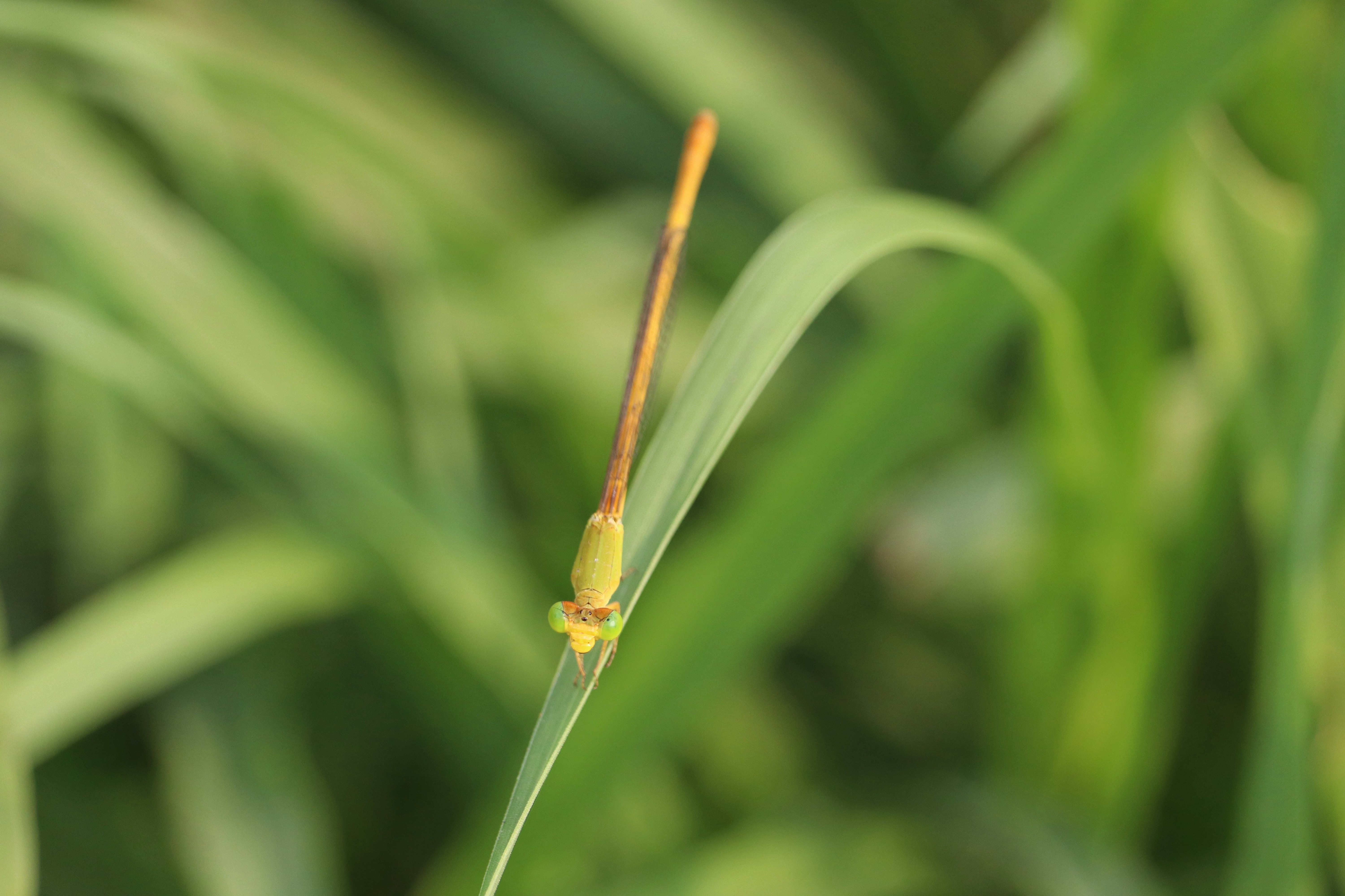 Photo by prathap_karaka