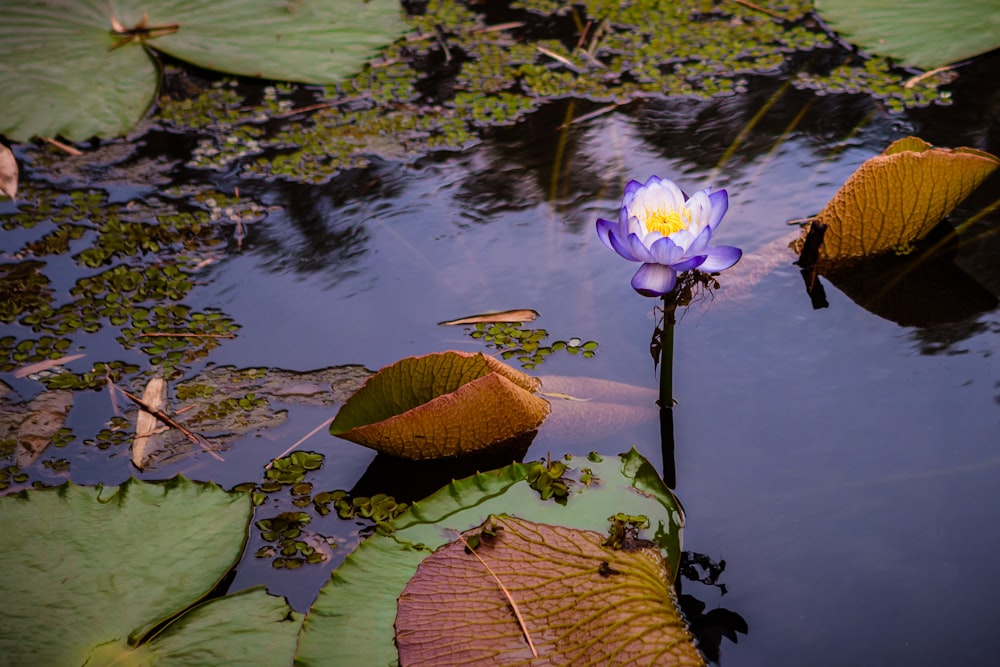 a purple flower sitting on top of a lily pad