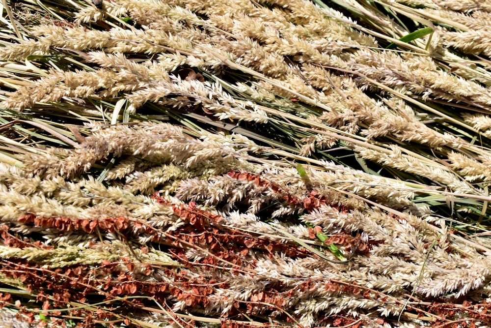 a close up of a bunch of dry grass