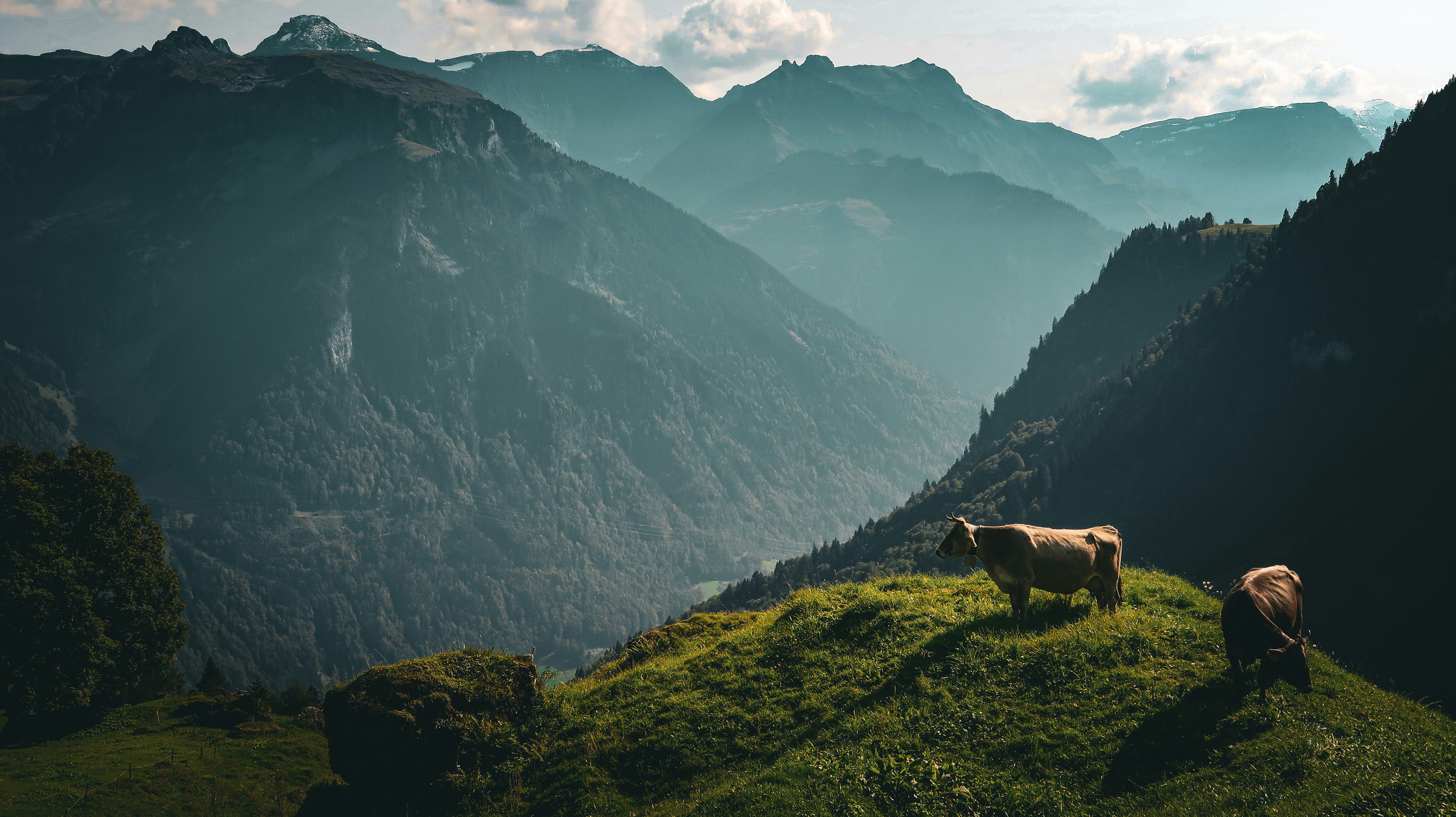 a couple of cows standing on top of a lush green hillside