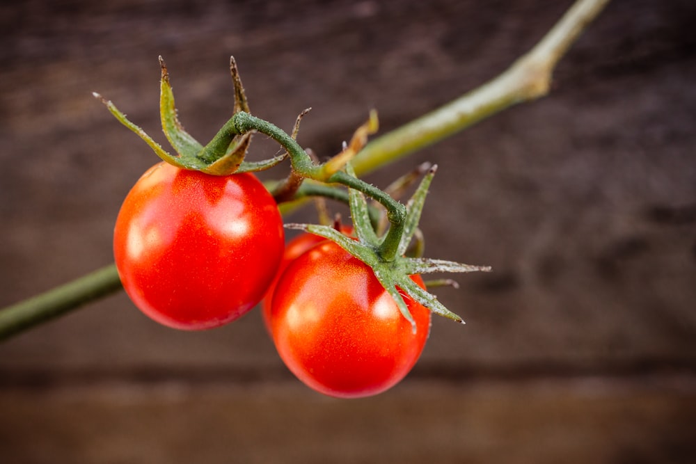 two red tomatoes hanging from a green stem