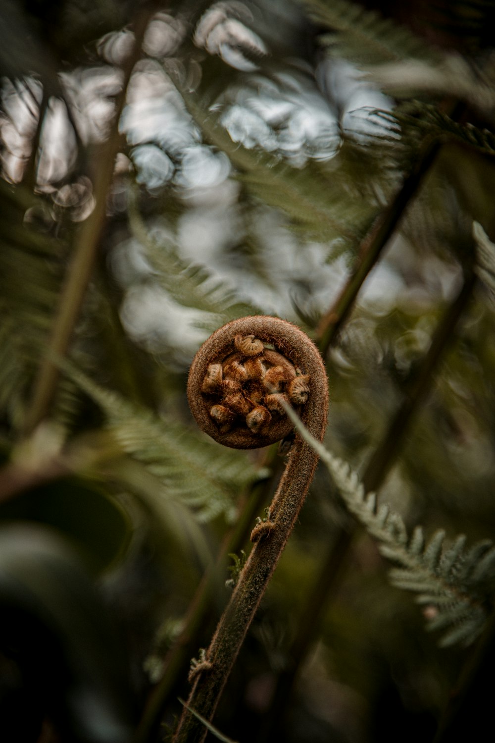 a close up of a plant with lots of leaves