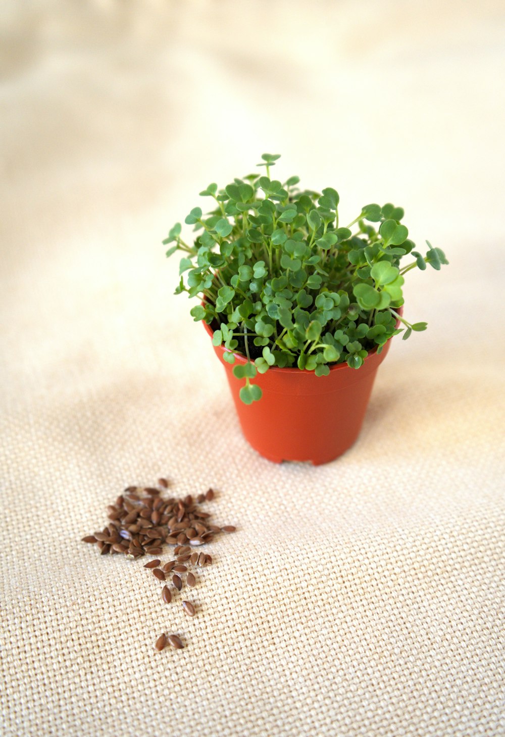 une petite plante en pot posée sur une table