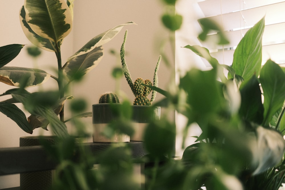 a houseplant in a pot on a table next to a window