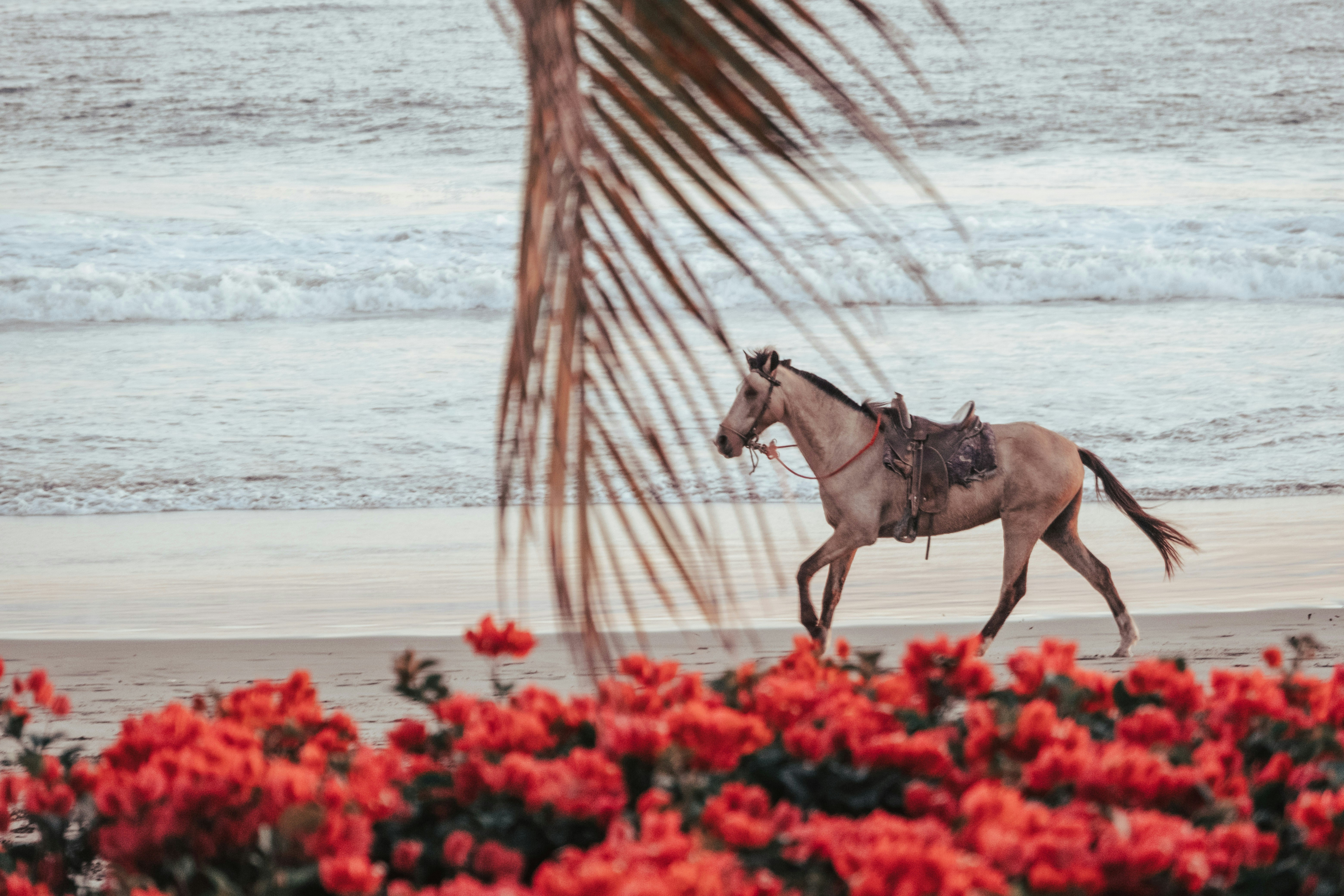 a person riding a horse on a beach