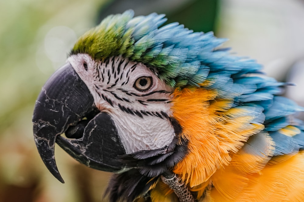 a close up of a colorful parrot with a blurry background