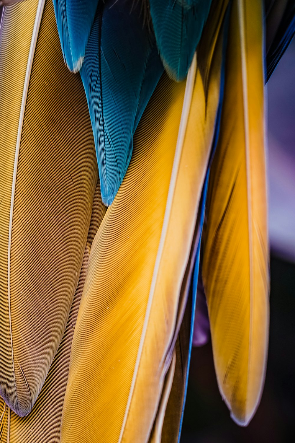 a close up of a yellow and blue bird's feathers