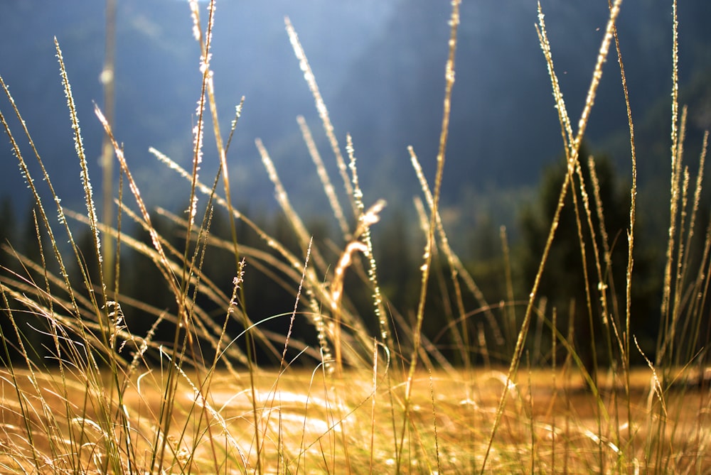 a field with grass and trees in the background