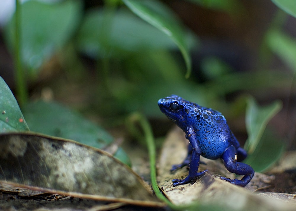 a blue frog sitting on top of a leaf covered ground