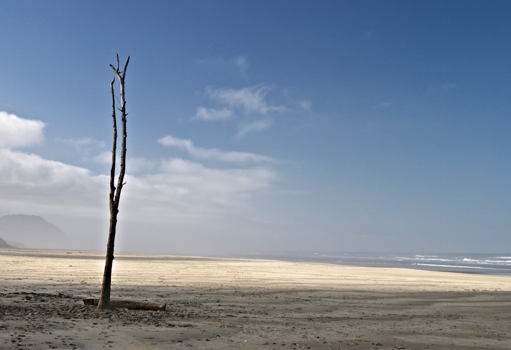 a lone tree on a sandy beach with the ocean in the background