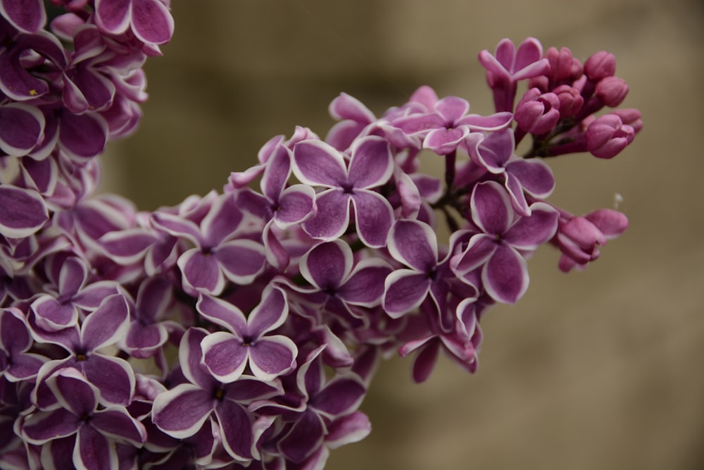 a close up of a bunch of purple flowers