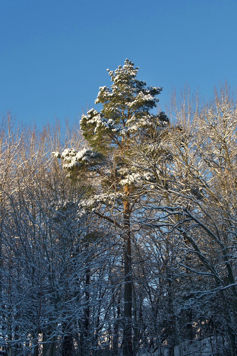 a snow covered forest with a tall tree in the foreground