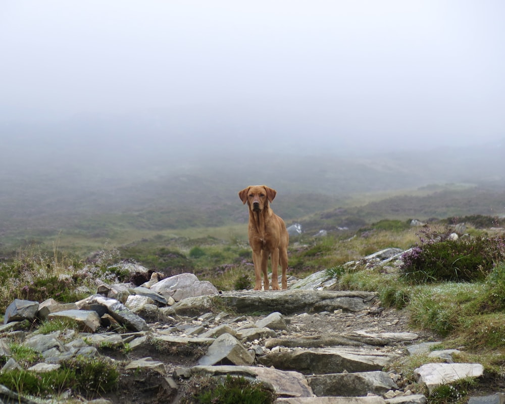 a brown dog standing on top of a rocky hillside