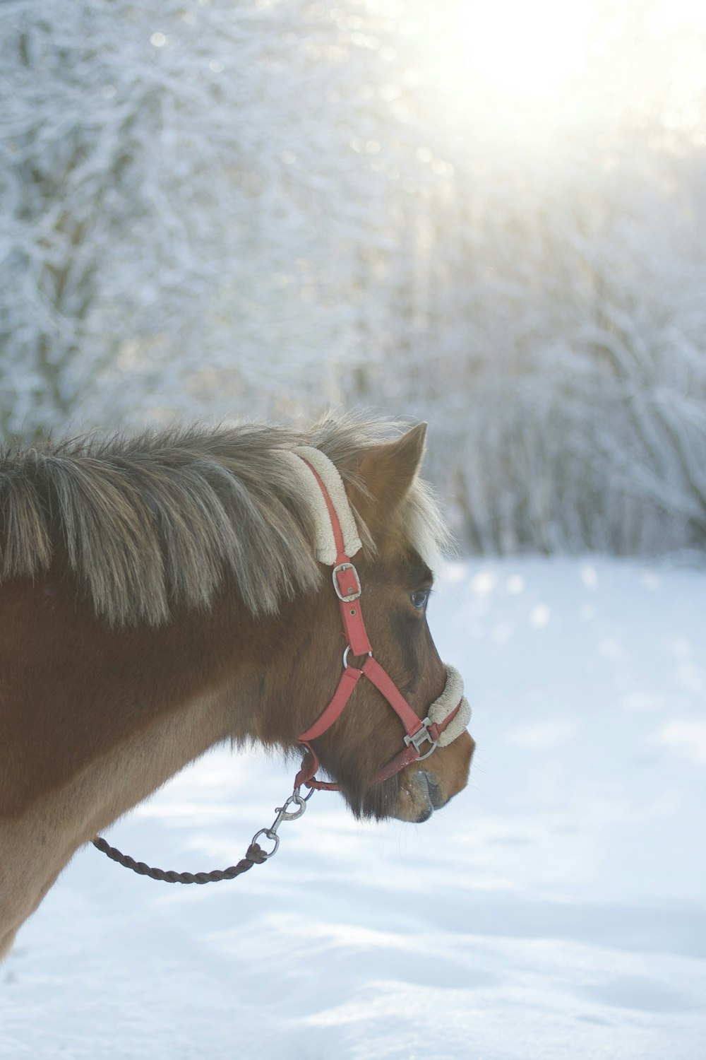 a brown horse with a red bridle standing in the snow