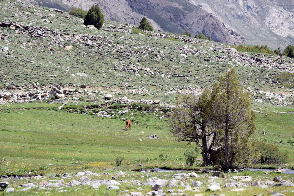 a lone horse in a field with mountains in the background