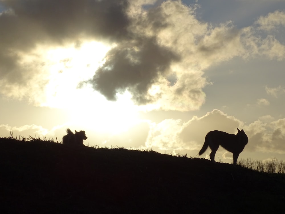 a dog and a cat are silhouetted against a cloudy sky