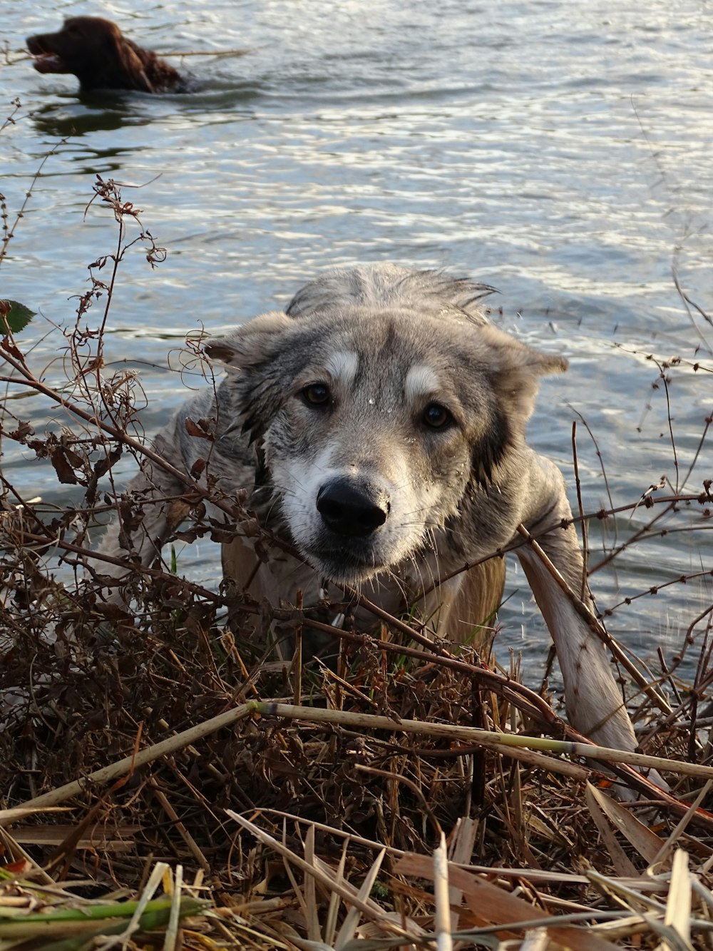 犬が茂みの近くの水に立っている