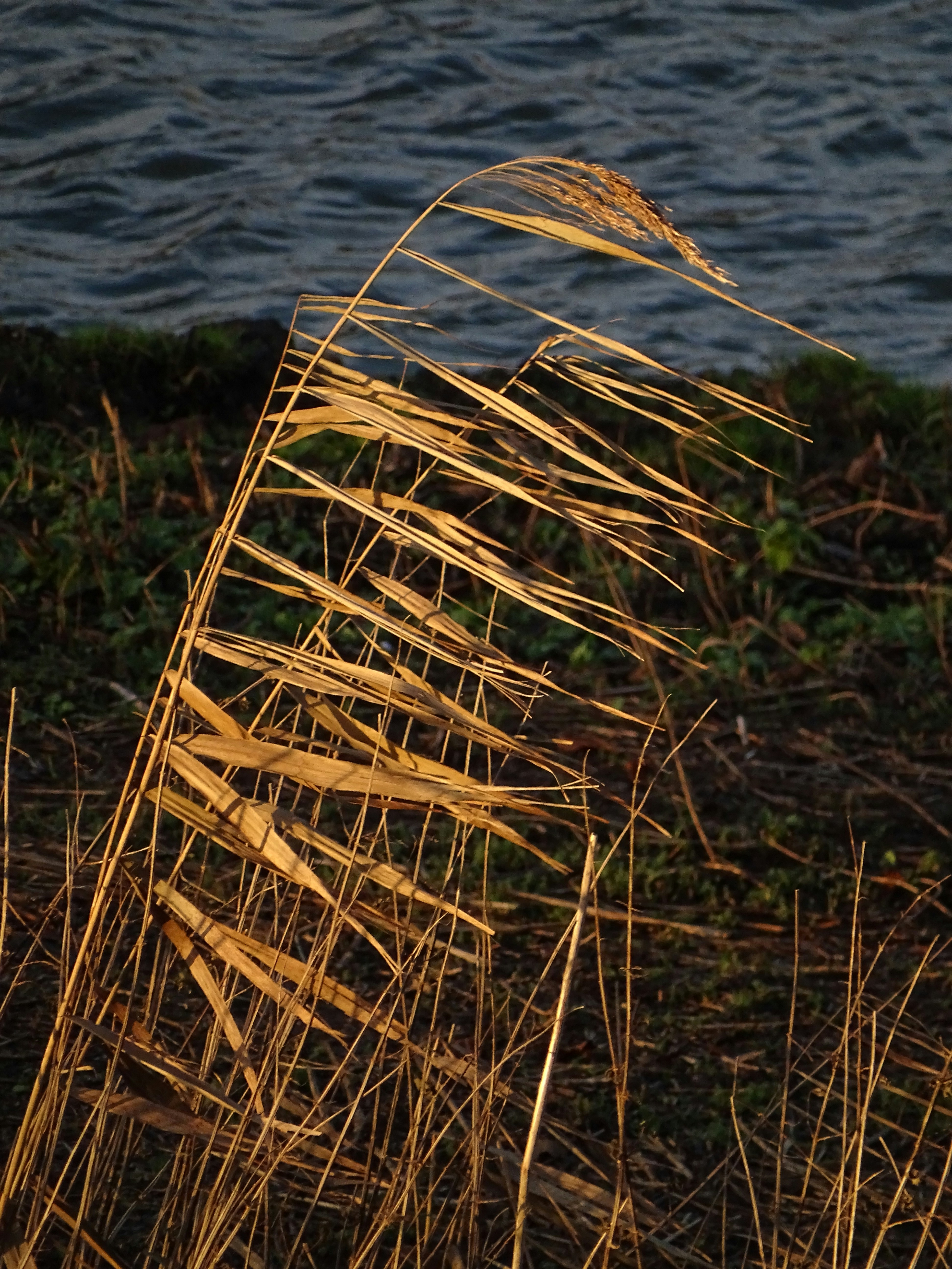 Ein Vogel sitzt auf einem grasbedeckten Feld