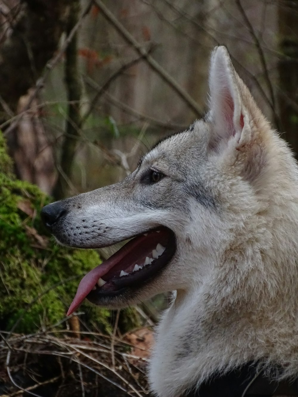 森の中で口を開けた白いオオカミ