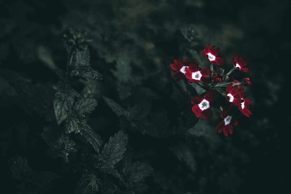 a bunch of red and white flowers in the dark