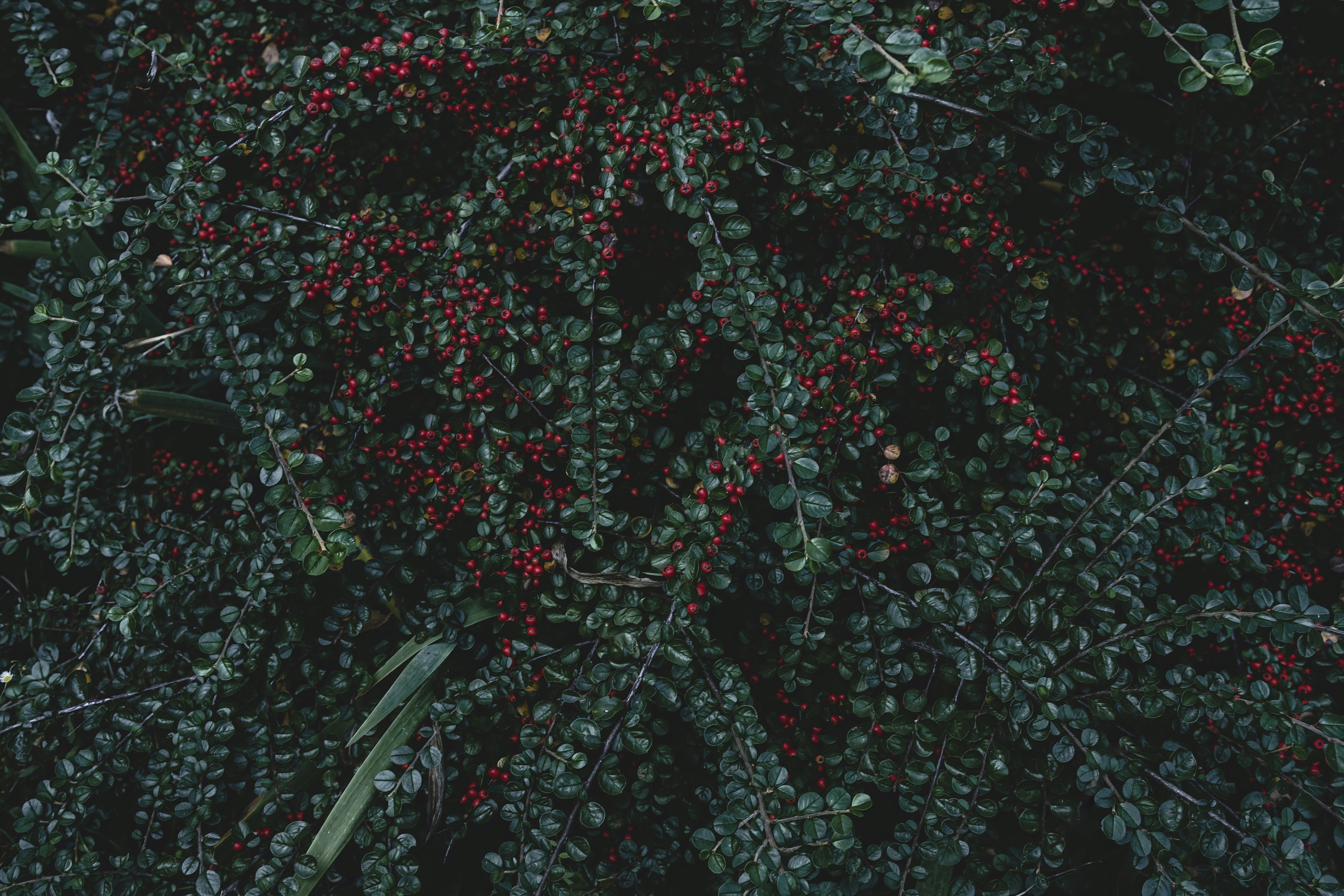ein Strauch mit roten Beeren und grünen Blättern