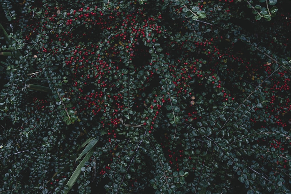 a bush with red berries and green leaves