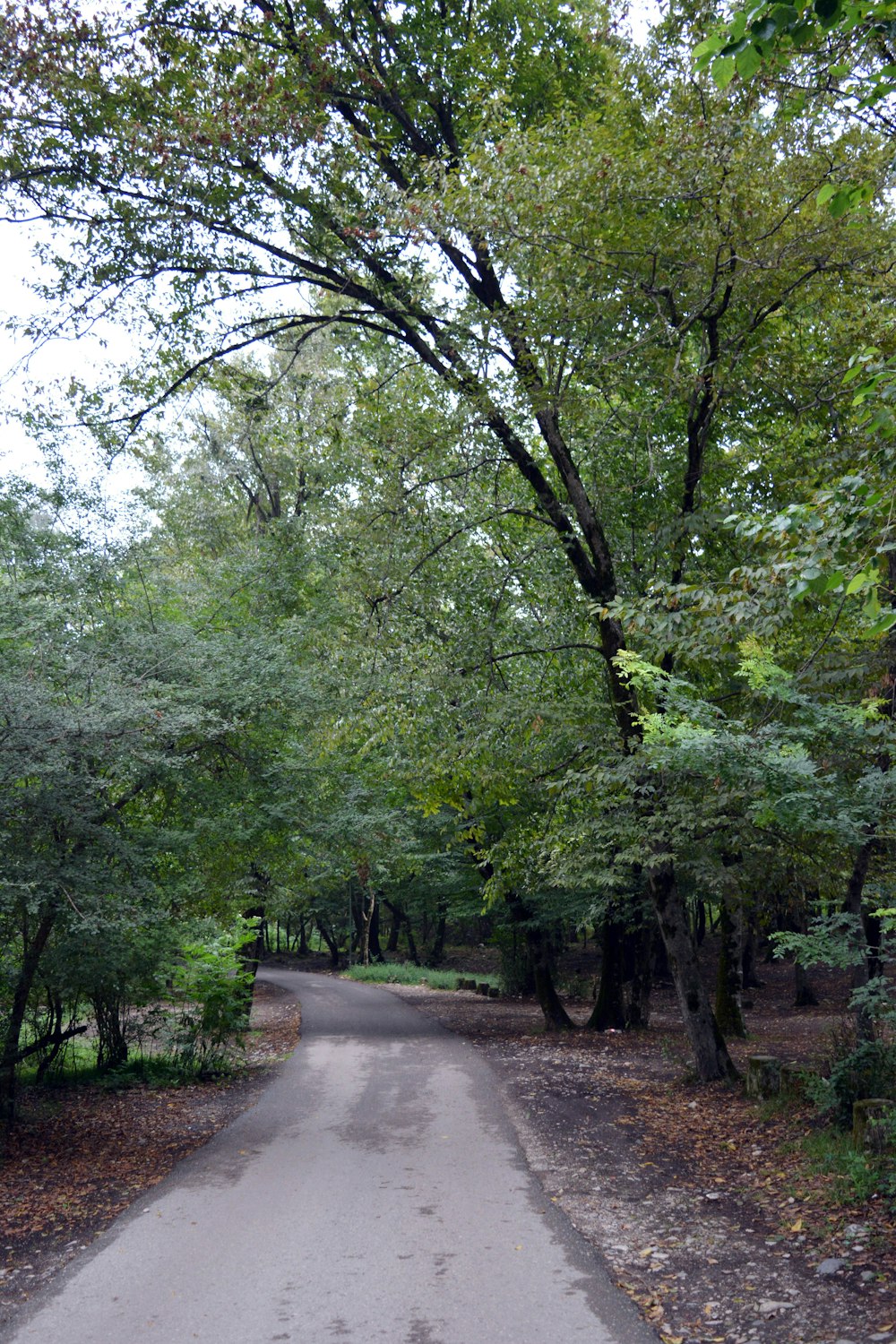 a paved road surrounded by trees and leaves