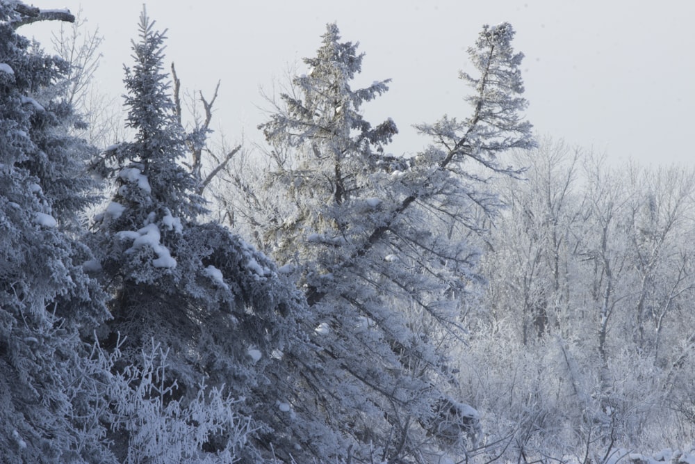 a snow covered forest filled with lots of trees