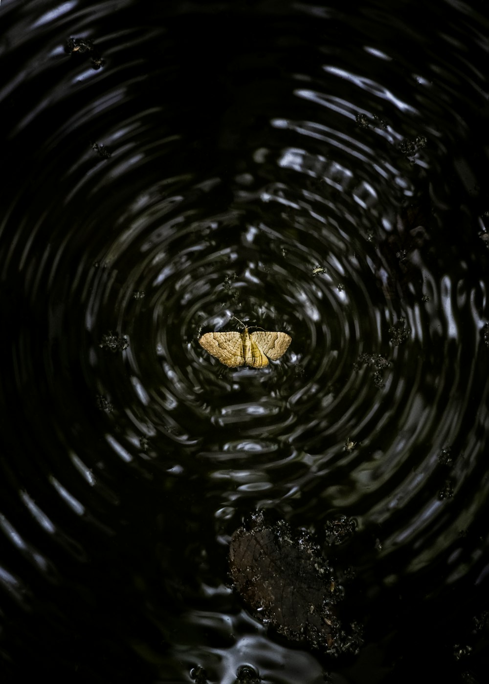 a yellow butterfly sitting on top of a puddle of water
