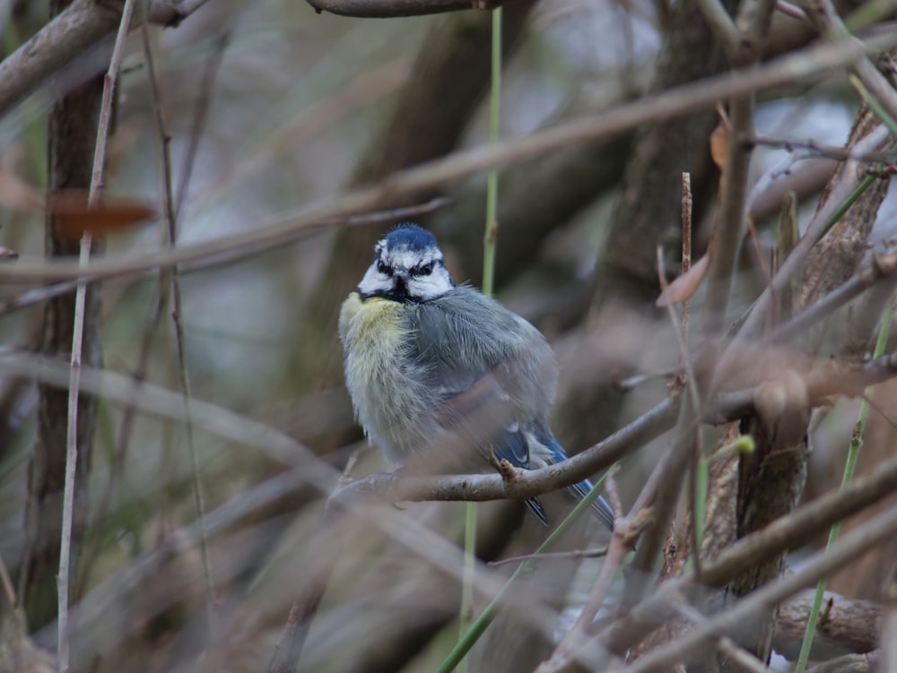 a small bird perched on a branch in a tree