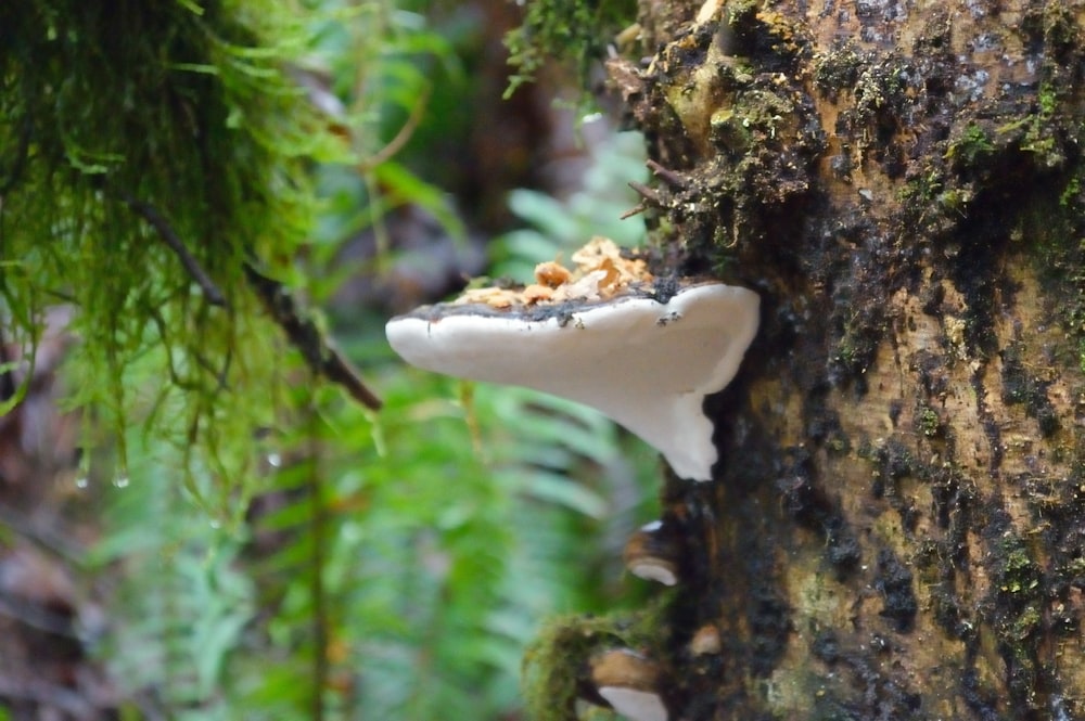 un fungo che cresce sul lato di un albero