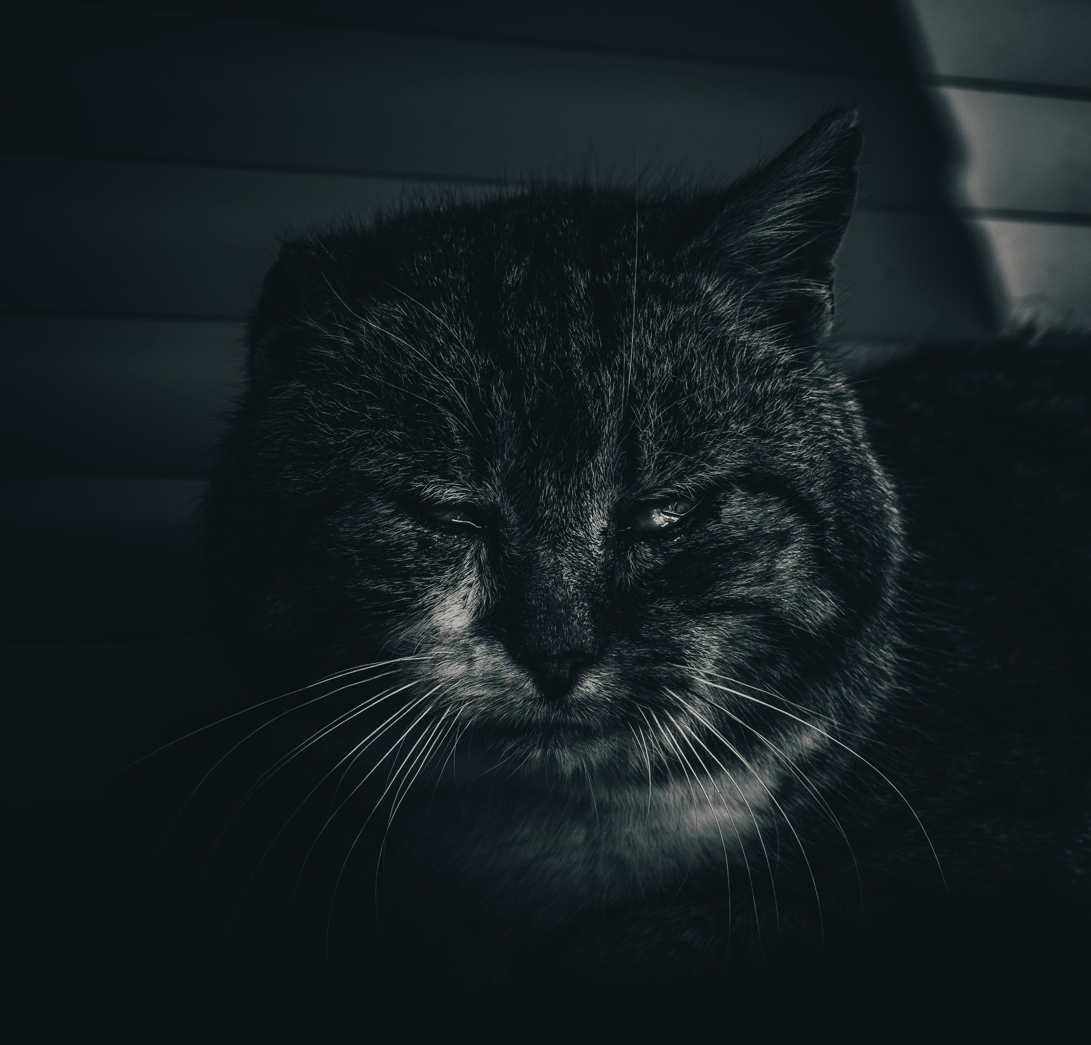 a black and white photo of a cat