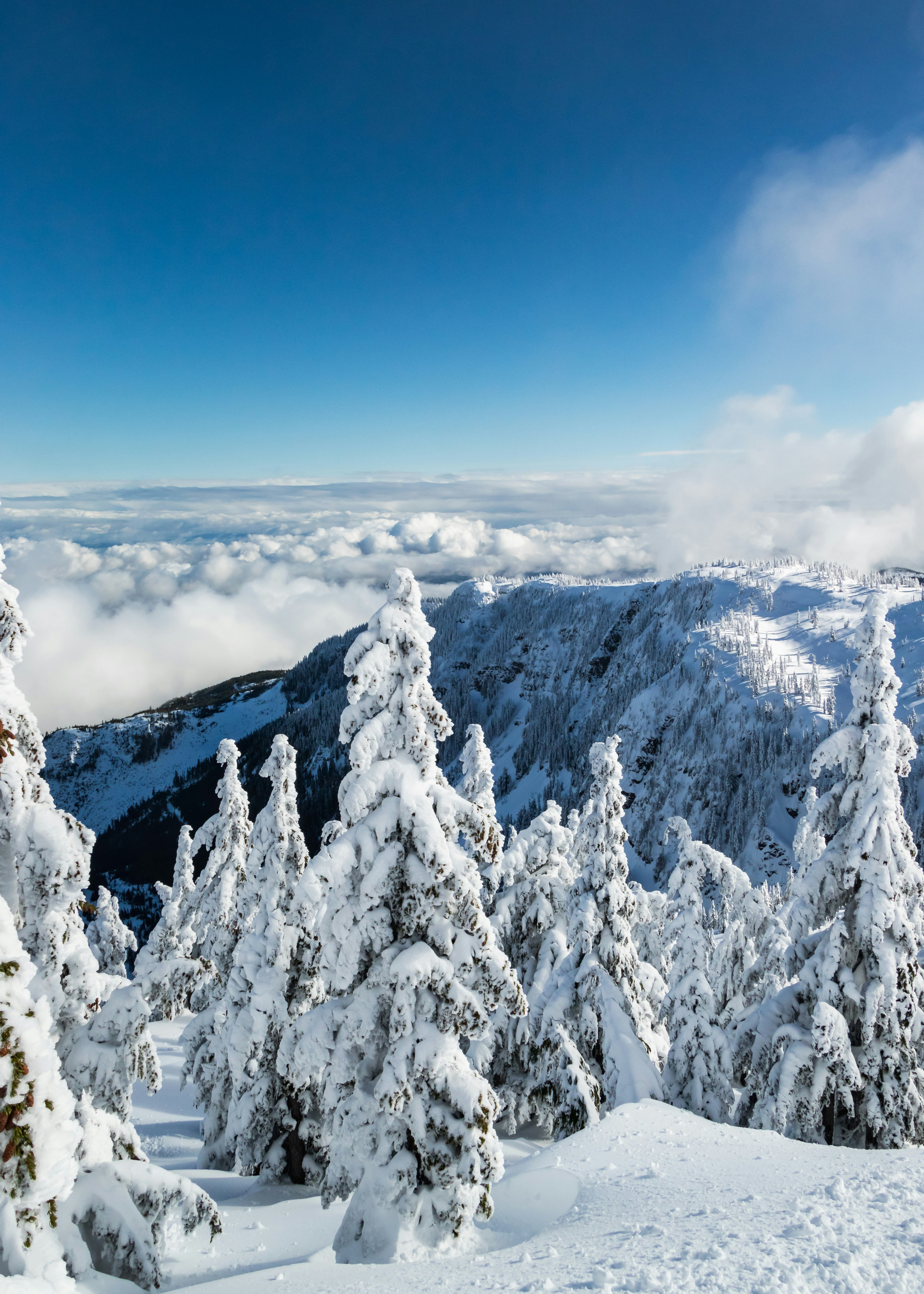 a view of a snowy mountain with trees in the foreground