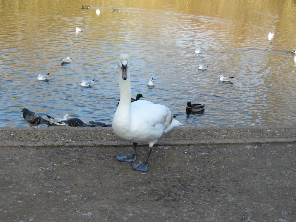 a white swan standing next to a body of water