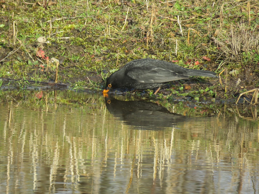 a black bird sitting on top of a body of water