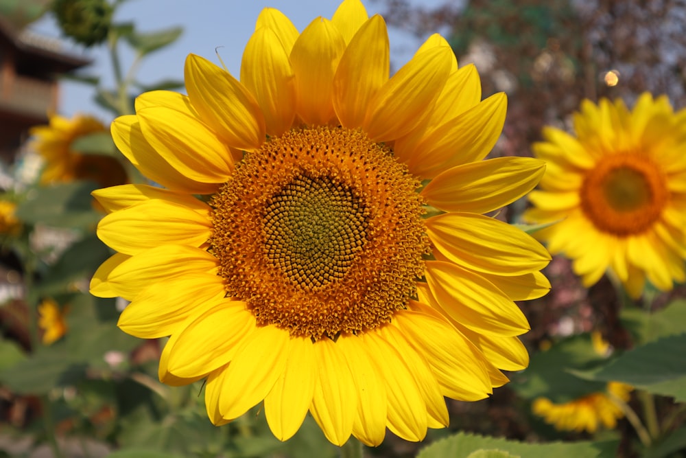 a large yellow sunflower in the middle of a field