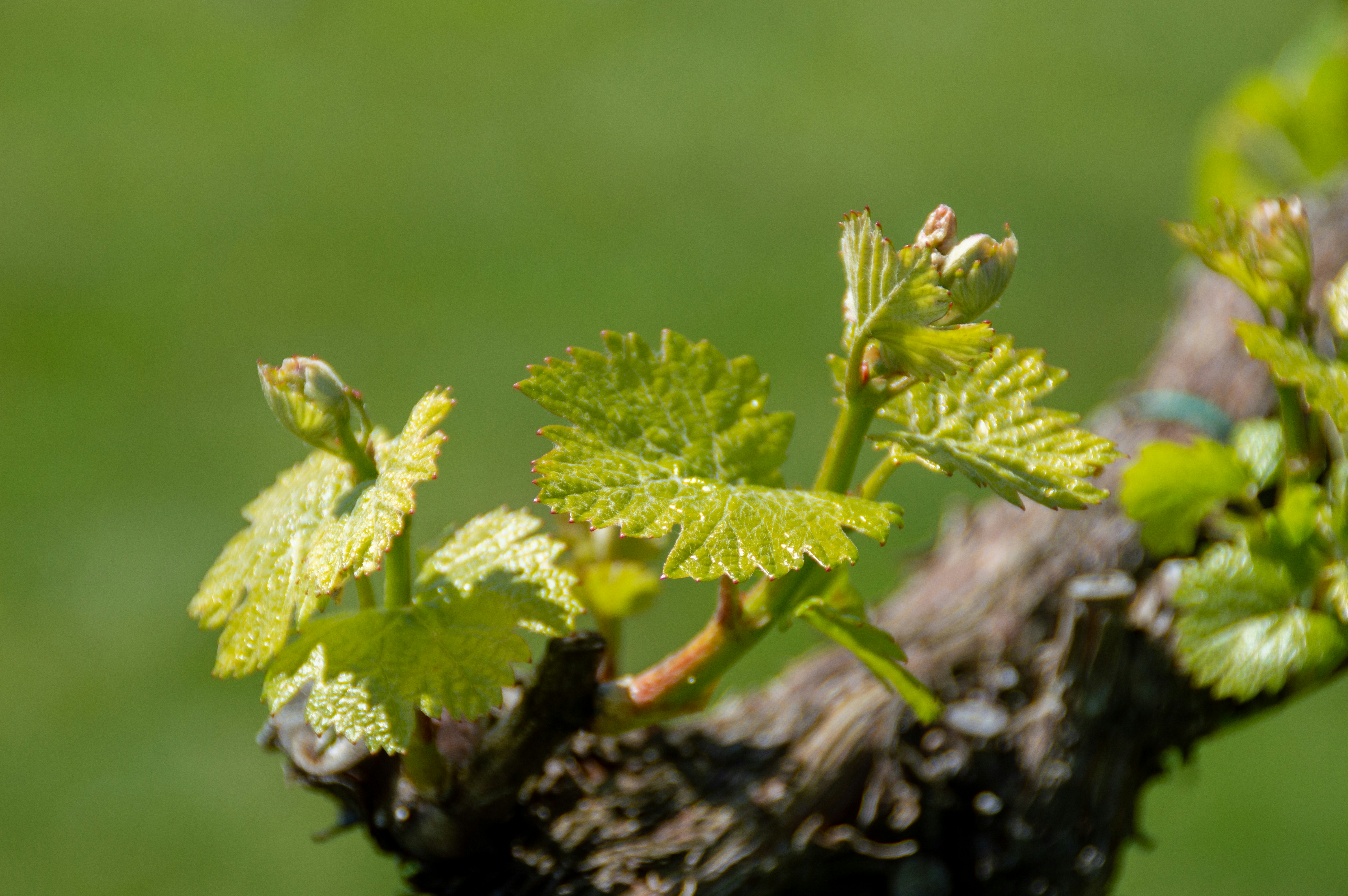 a branch of a tree with green leaves, Grape vine buds in spring