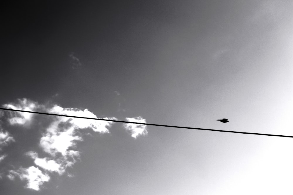 uma foto em preto e branco de um pássaro em um fio