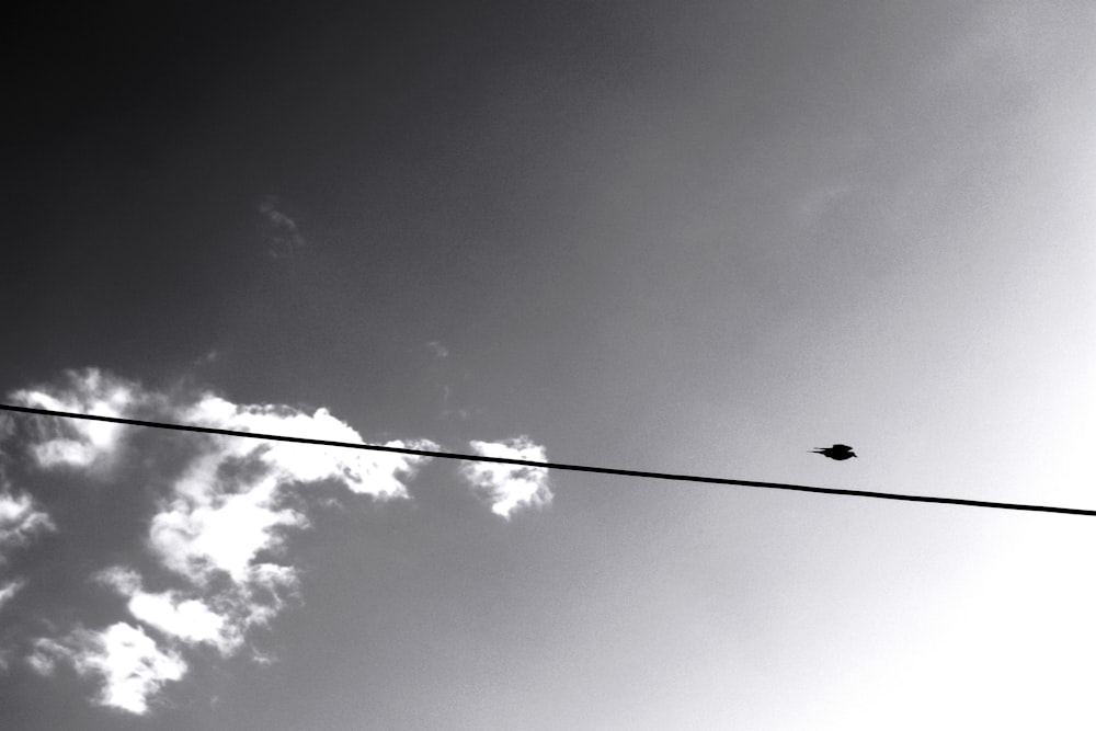 Una foto en blanco y negro de un pájaro en un cable