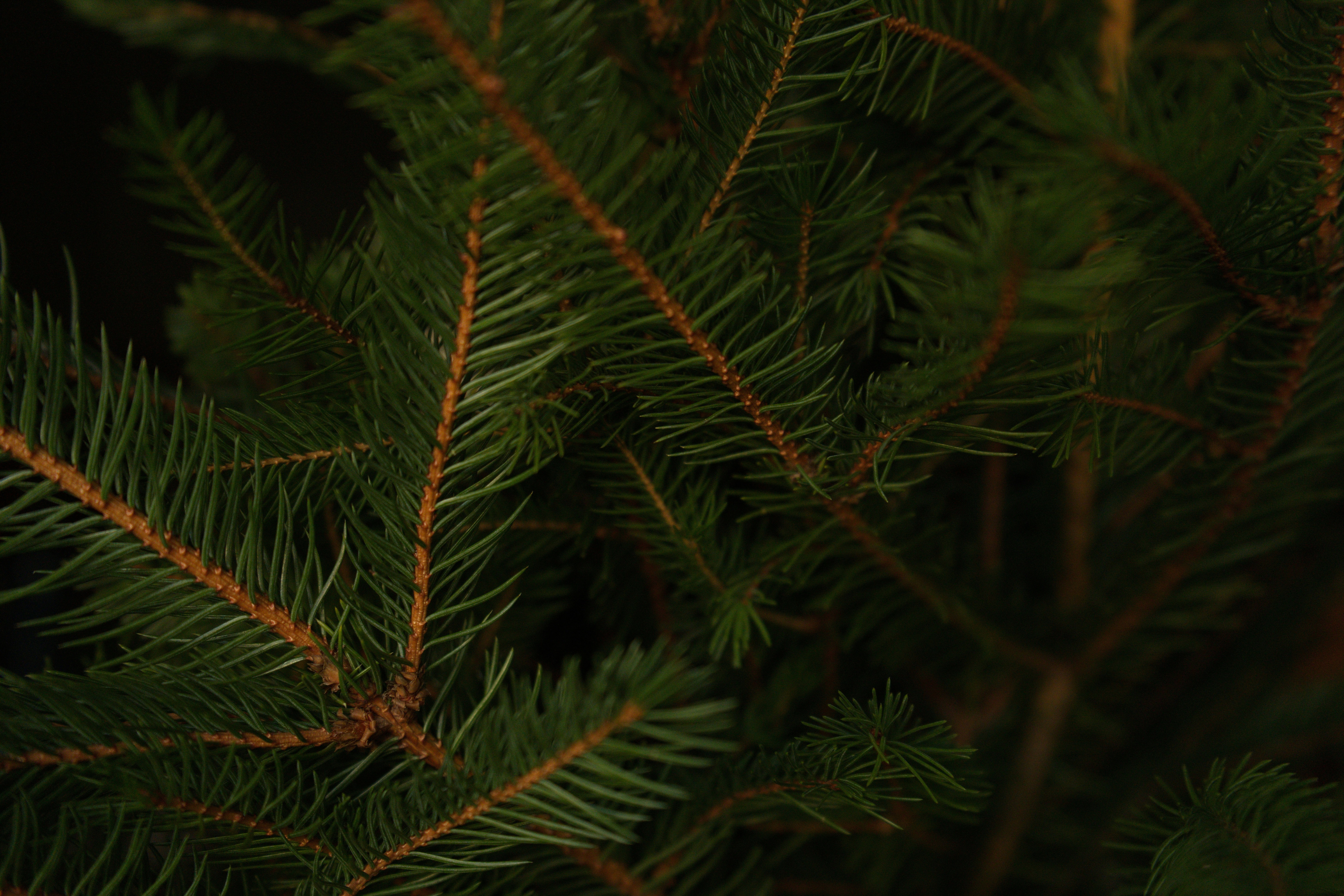 Photo by vikaelefant