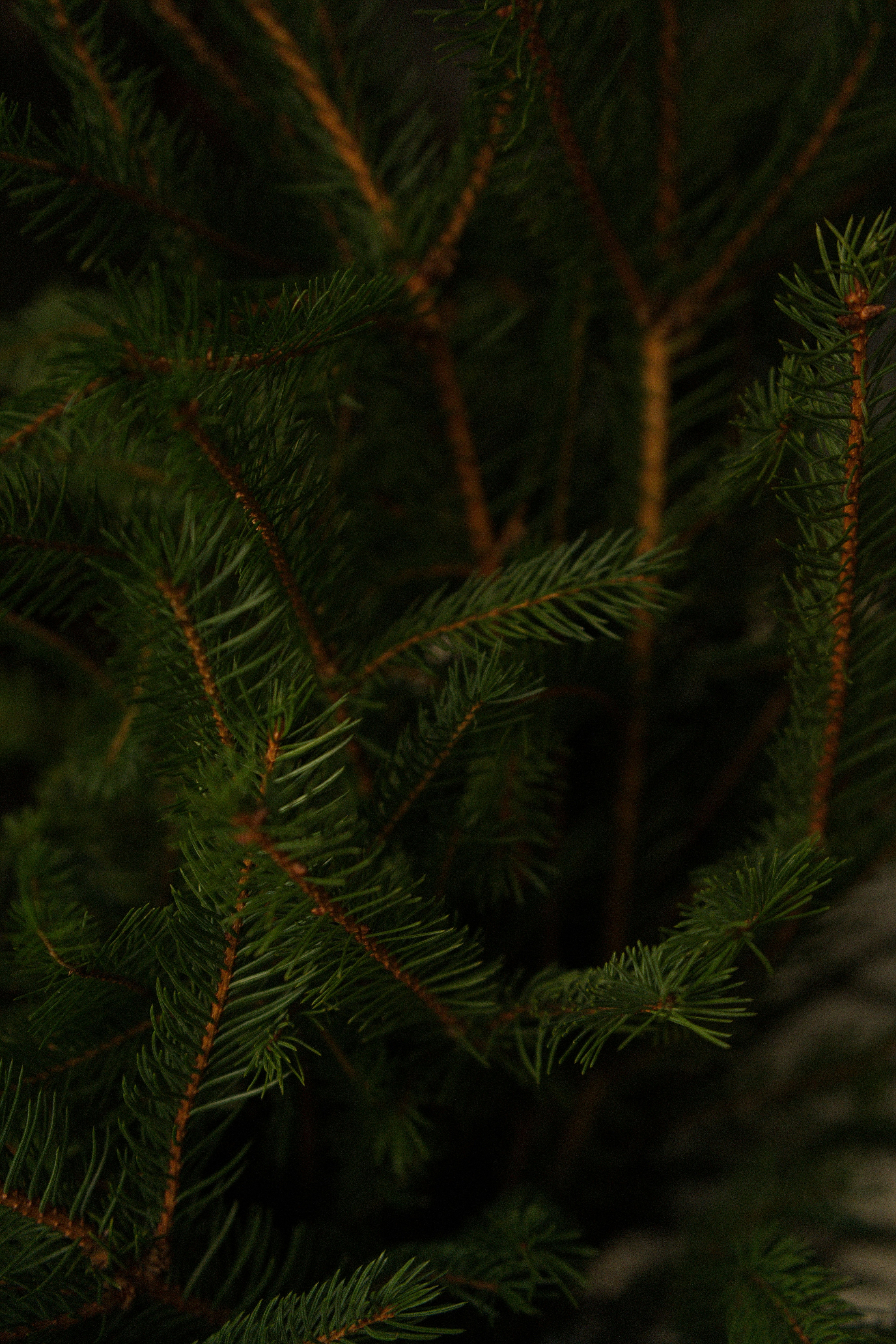 Photo by vikaelefant