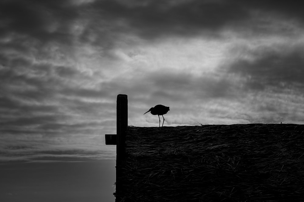 a black and white photo of a bird on a roof